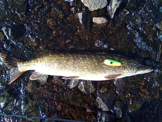 Hauki 2,65 kg