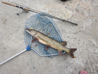 Hauki 2,02 kg