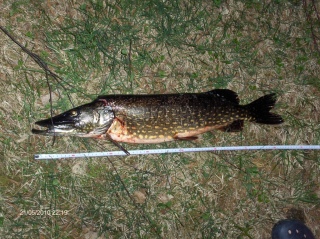 Hauki 3,20 kg