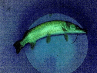 Hauki 700 g