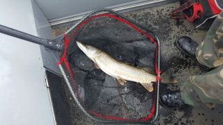 Hauki 2,46 kg