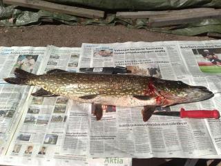 Hauki 3,43 kg