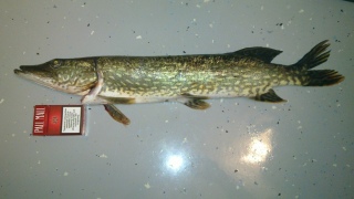 Hauki 1,45 kg