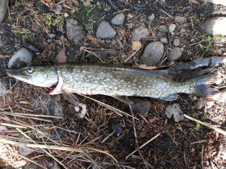 Hauki 1,13 kg