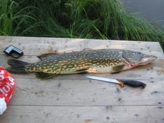 Hauki 3,80 kg