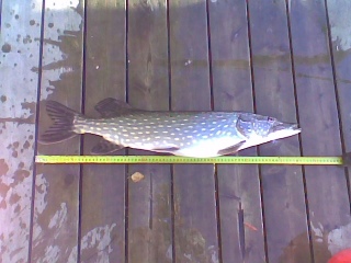 Hauki 3,07 kg