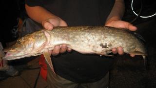 Hauki 1,10 kg