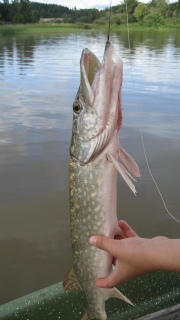 Hauki 1,35 kg