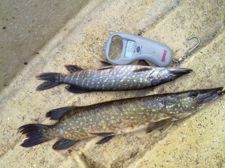 Hauki 1,11 kg