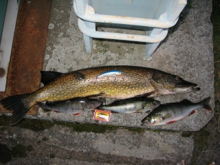 Hauki 3,40 kg