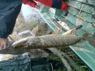 Hauki 4,25 kg