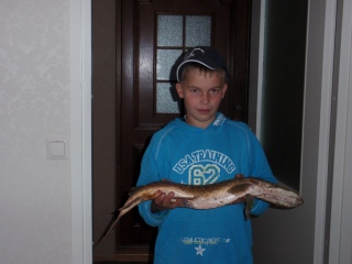 Hauki 2,77 kg