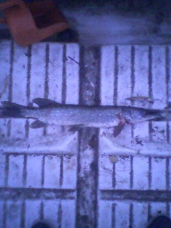 Hauki 1,80 kg