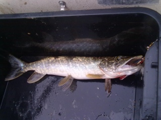 Hauki 1,11 kg