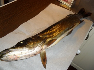 Hauki 3,80 kg