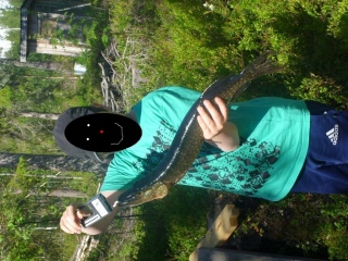 Hauki 1,10 kg