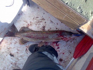 Hauki 3,30 kg