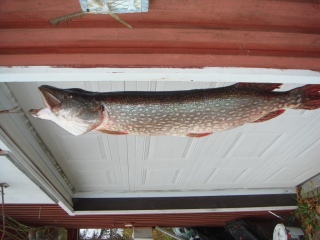 Hauki 14,37 kg