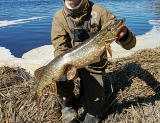 Hauki 3,80 kg