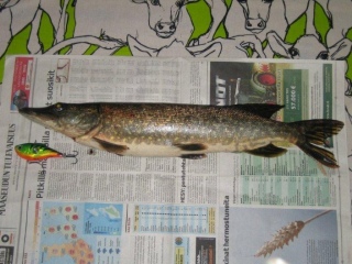 Hauki 756 g