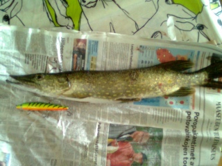 Hauki 800 g