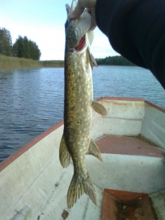 Hauki 1,20 kg