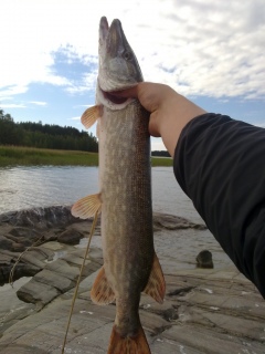 Hauki 1,50 kg