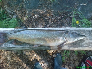 Hauki 4,20 kg