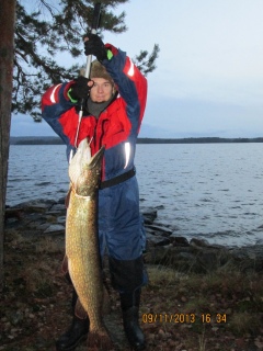 Hauki 10,00 kg
