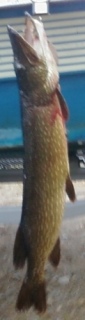 Hauki 5,00 kg