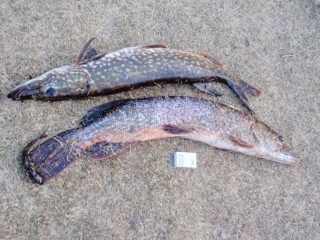 Hauki 5,90 kg