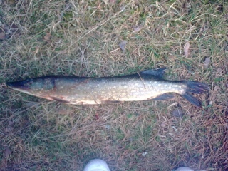 Hauki 1,50 kg