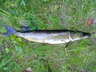 Hauki 1,55 kg