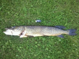 Hauki 3,86 kg