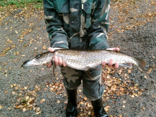 Hauki 1,00 kg