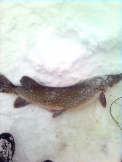 Hauki 4,30 kg