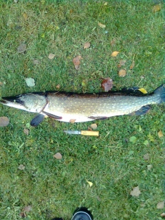 Hauki 3,54 kg