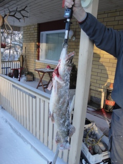 Hauki 4,68 kg