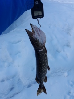 Hauki 2,92 kg