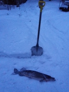 Hauki 4,00 kg