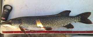 Hauki 2,79 kg