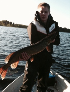 Hauki 3,50 kg