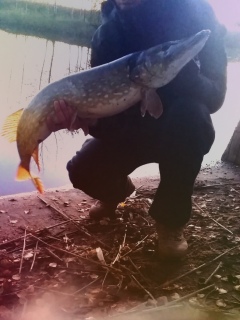 Hauki 4,50 kg