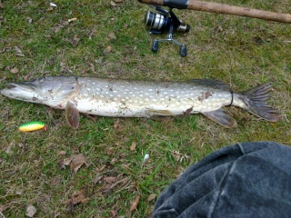 Hauki 2,30 kg