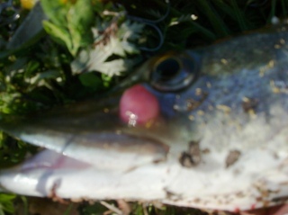 Hauki 1,10 kg