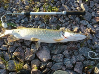 Hauki 1,32 kg