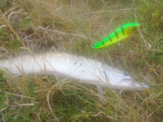 Hauki 1,00 kg