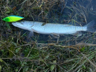 Hauki 1,30 kg