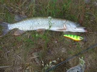 Hauki 2,64 kg