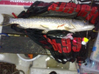 Hauki 4,00 kg